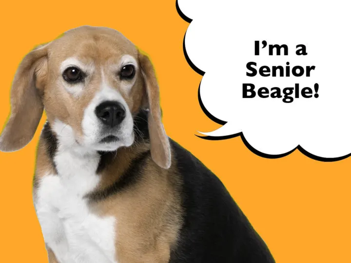 What Is The Life Expectancy Of A Beagle?