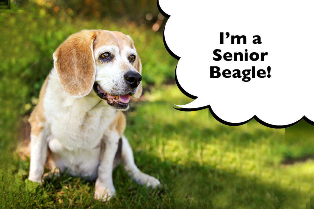 Senior Beagle sat the grass outside with a speech bubble that says 'I'm a Senior Beagle'