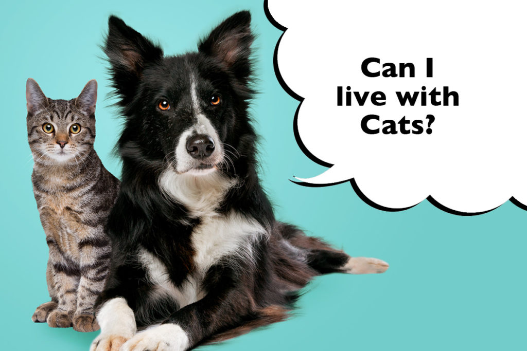 Border Collie laying next to a cat on a cyan blue background with a speech bubble that says 'Can I live with cats?'