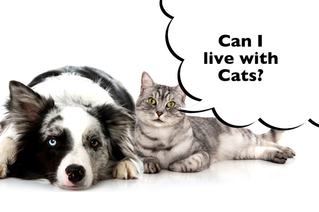 Border Collie laying next to a cat on a white background with a speech bubble that says 'Can I live with cats?'