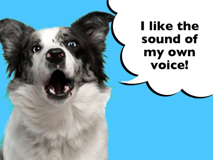 Do Border Collies Bark A Lot? And How To Stop Them!