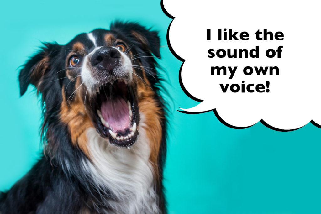 Border Collie barking on a bright cyan blue background with a speech bubble that says 'I like the sound of my own voice!'