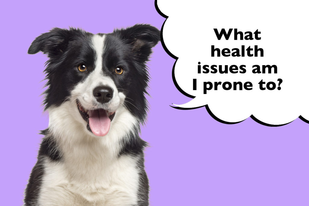 Border Collie on a purple background with a speech bubble that says 'What health issues am I prone to?'