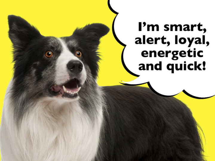 15 Of The Most Common Border Collie Traits