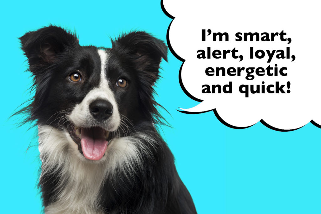 Border collie on a blue background with a speech bubble that says 'I'm smart, alert, loyal, energetic and quick!'