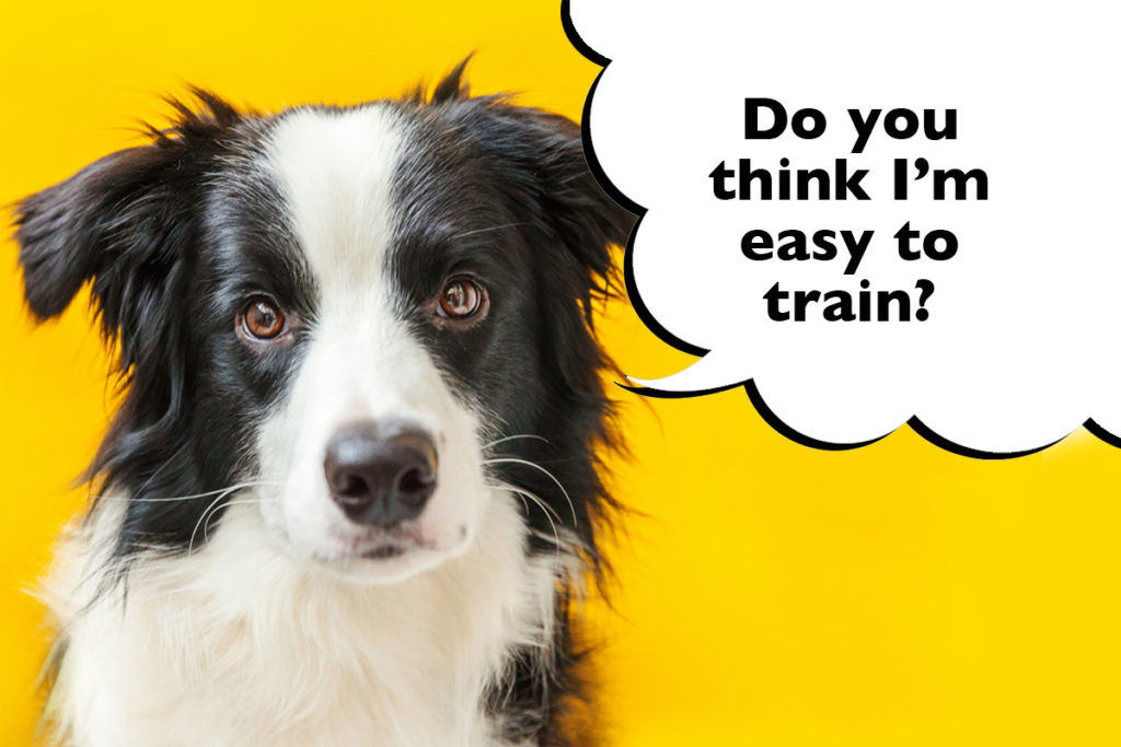 Close-up of a Border Collie's face on a yellow background with a speech bubble that says 'Do you think I'm east to train?'