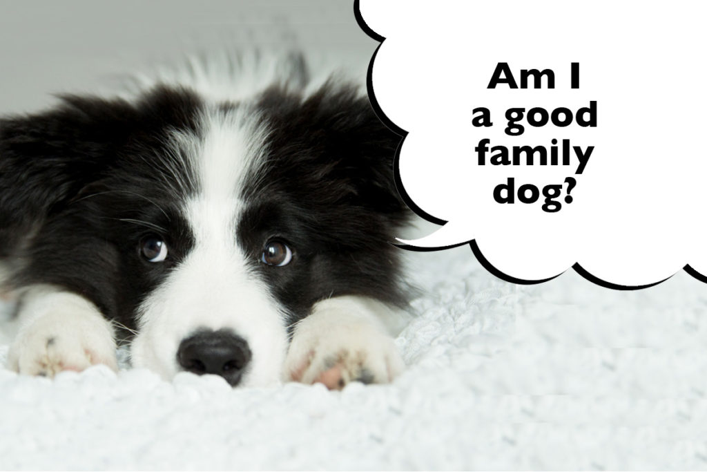 Close-up of Border Collie's face with a speech bubble that says 'Am I a good family dog?'
