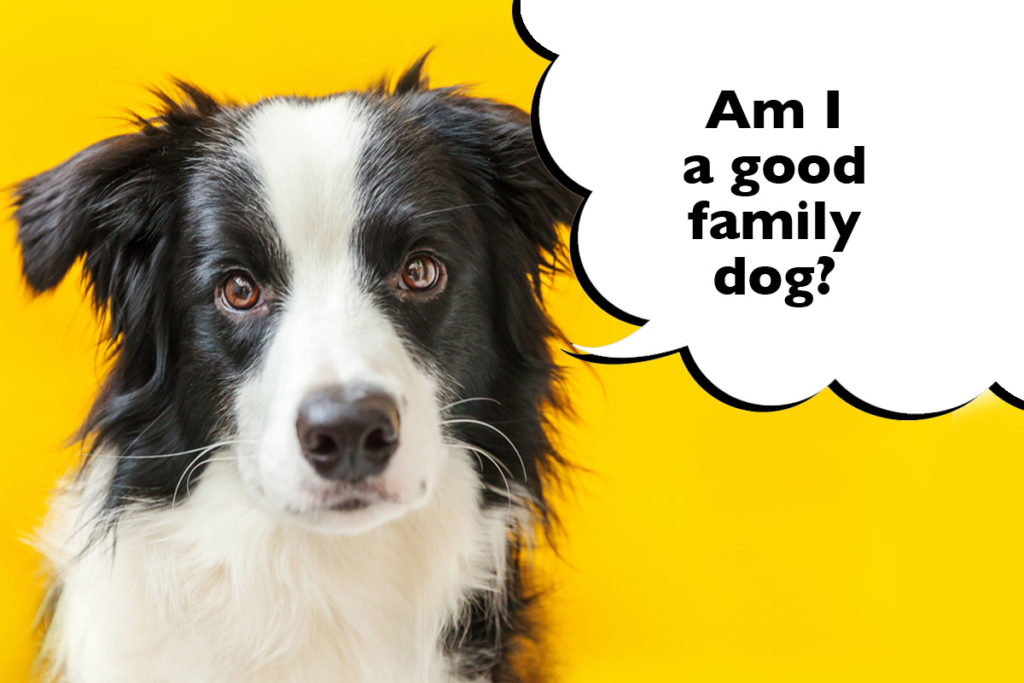 Close-up of Border Collie's face on a bright yellow background with a speech bubble that says 'Am I a good family dog?'