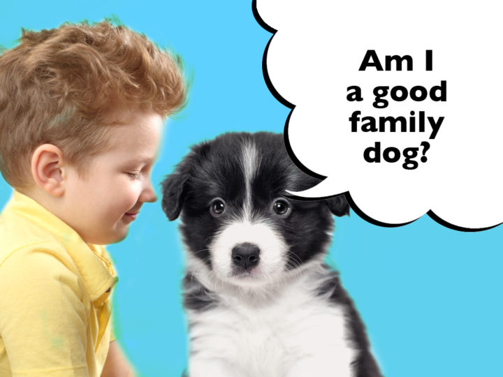 Are Border Collies Good Family Dogs?