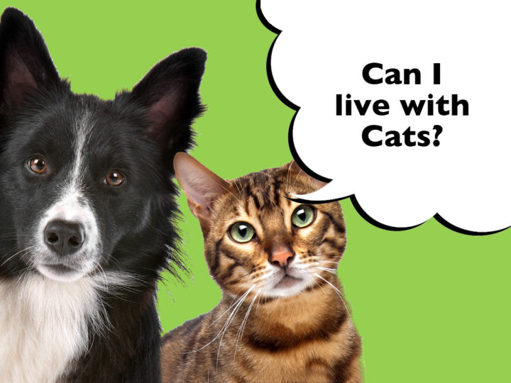 Can Border Collies Live With Cats? And How To Introduce Them