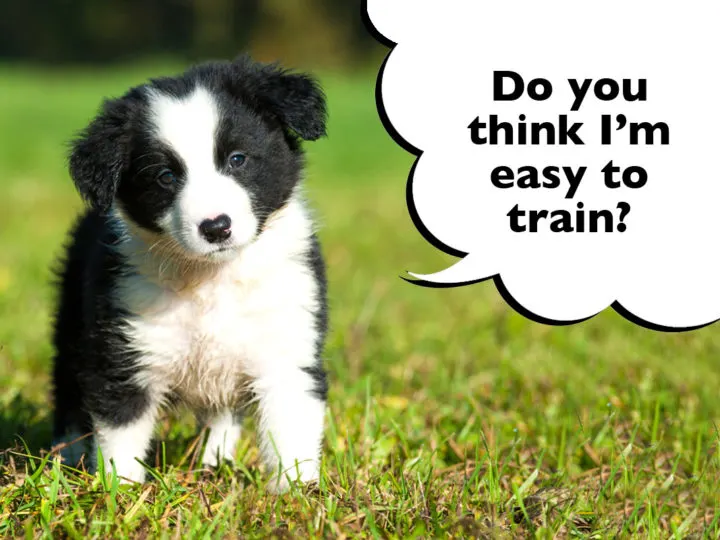 Are Border Collies Easy To Train?