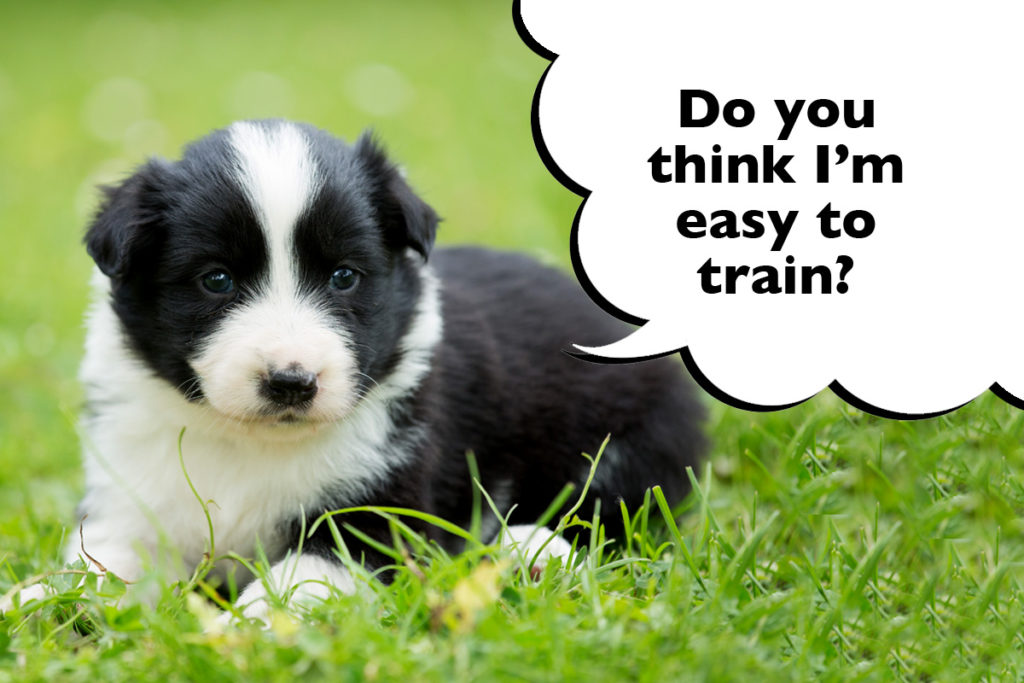 Border Collie puppy laying on the grass with a speech bubble that says 'Do you think I'm east to train?'