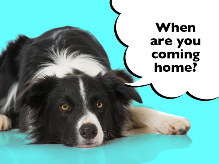 Do Border Collies Get Separation Anxiety? And How To Treat It
