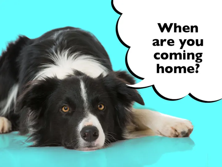 Do Border Collies Get Separation Anxiety? Sad-looking Border Collie laying down on a blue background with a speech bubble that says 'When are you coming home?'
