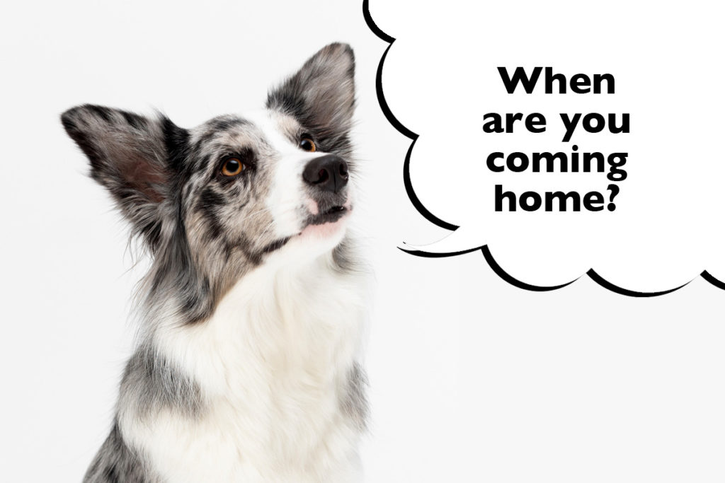 Sad-looking Border Collie looking upwards on a white background with a speech bubble that says 'When are you coming home?' 