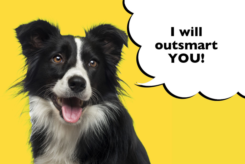 Border Collie on a yellow background with a speech bubble that says 'I will outsmart you!'