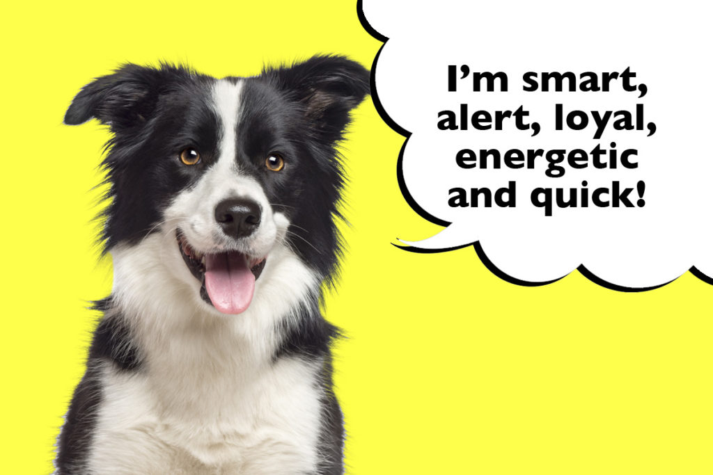 Border collie on a yellow background with a speech bubble that says 'I'm smart, alert, loyal, energetic and quick!'
