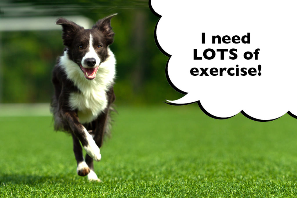 Border Collie running along he grass with a speech bubble that says 'I need lots of exercise!'