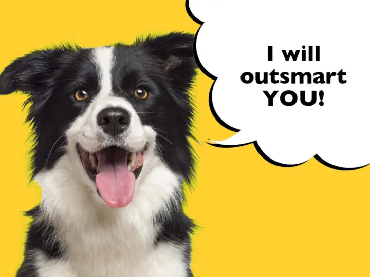 12 Things You Need To Know Before Getting A Border Collie. Border Collie on a yellow background with a speech bubble that says 'I will outsmart you!'