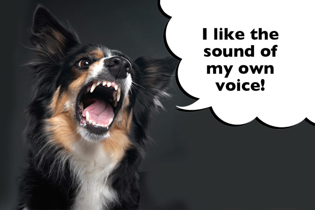 Border Collie barking on a black background with a speech bubble that says 'I like the sound of my own voice!'