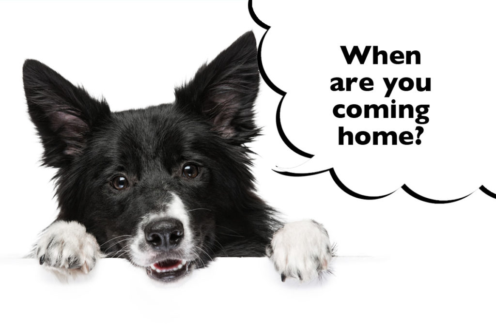 Sad-looking Border Collie on a white background with a speech bubble that says 'When are you coming home?' 