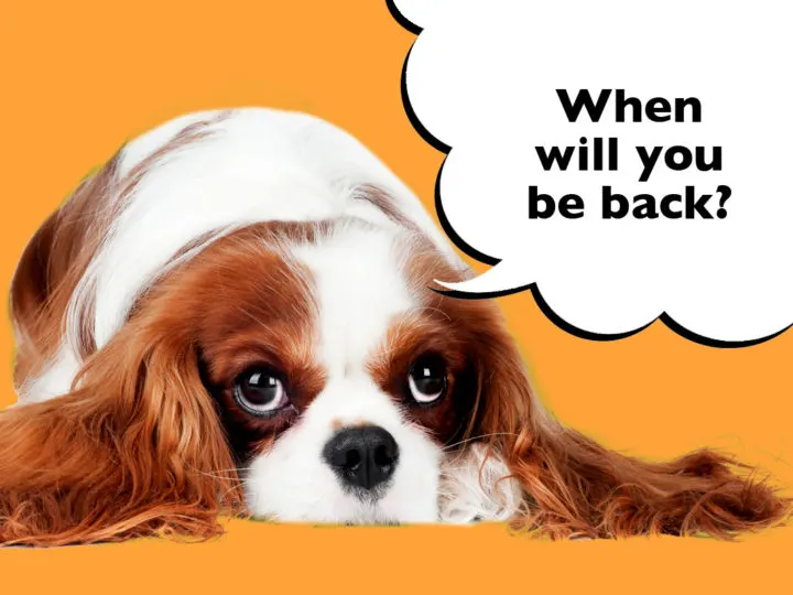 Do Cavalier King Charles Spaniels Get Separation Anxiety