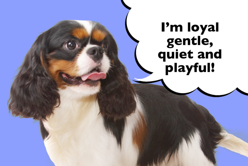 Cavalier on a blue background with a speech bubble that says 'I'm loyal, gentle, quiet and playful!'.