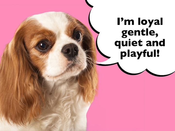 14 Of The Most Common Cavalier King Charles Spaniel Traits. Cavalier on a pink background with a speech bubble that says 'I'm loyal, gentle, quiet and playful!'.
