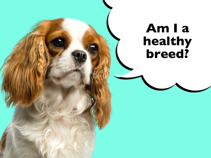 What Health Problems Are Cavalier King Charles Spaniels Prone To?