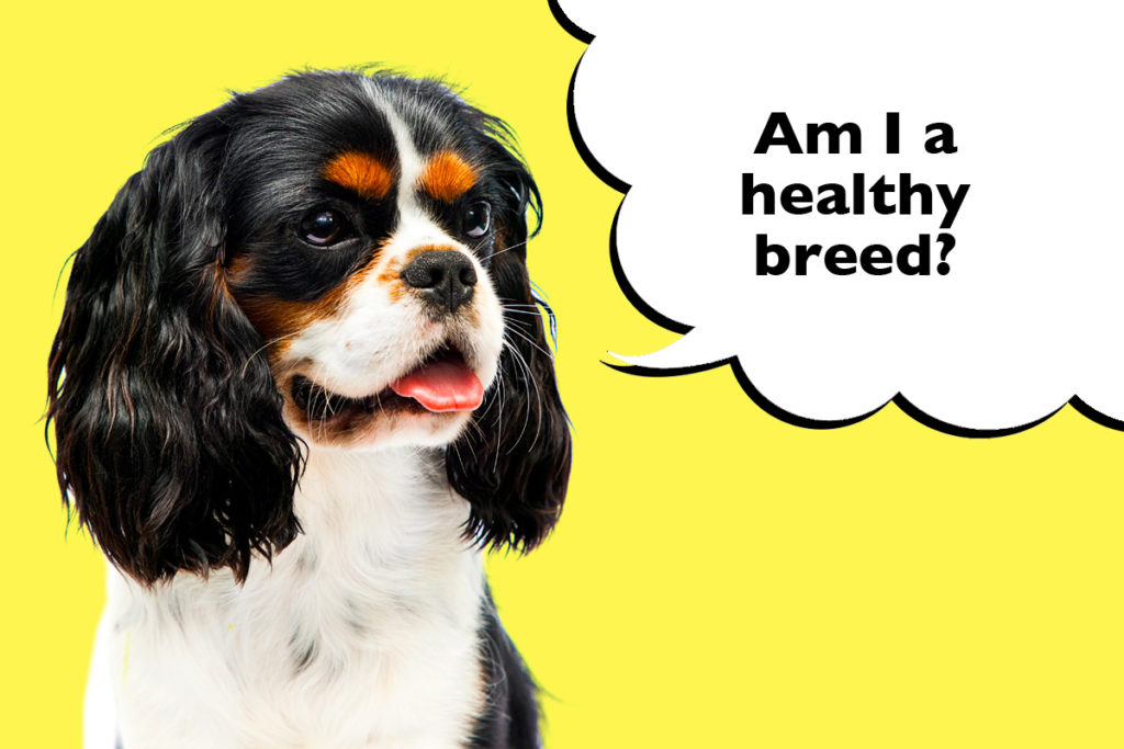 Cavalier King Charles Spaniel on a bright yellow background with a speech  bubble that says 'Am I a healthy breed?'