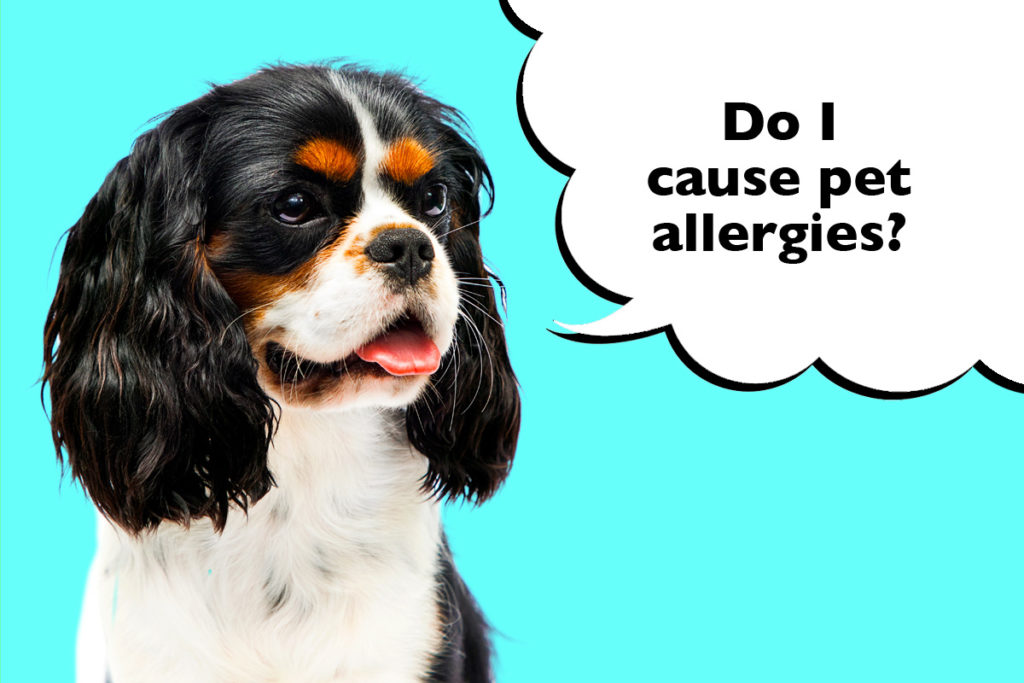Cavalier King Charles Spaniel on a cyan blue background with a speech bubble that says 'Do I cause pet allergies?'
