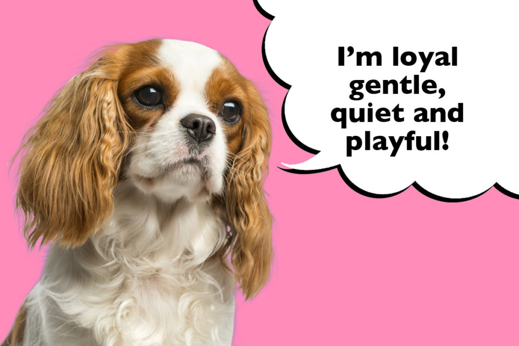 Cavalier on a pink background with a speech bubble that says 'I'm loyal, gentle, quiet and playful!'.