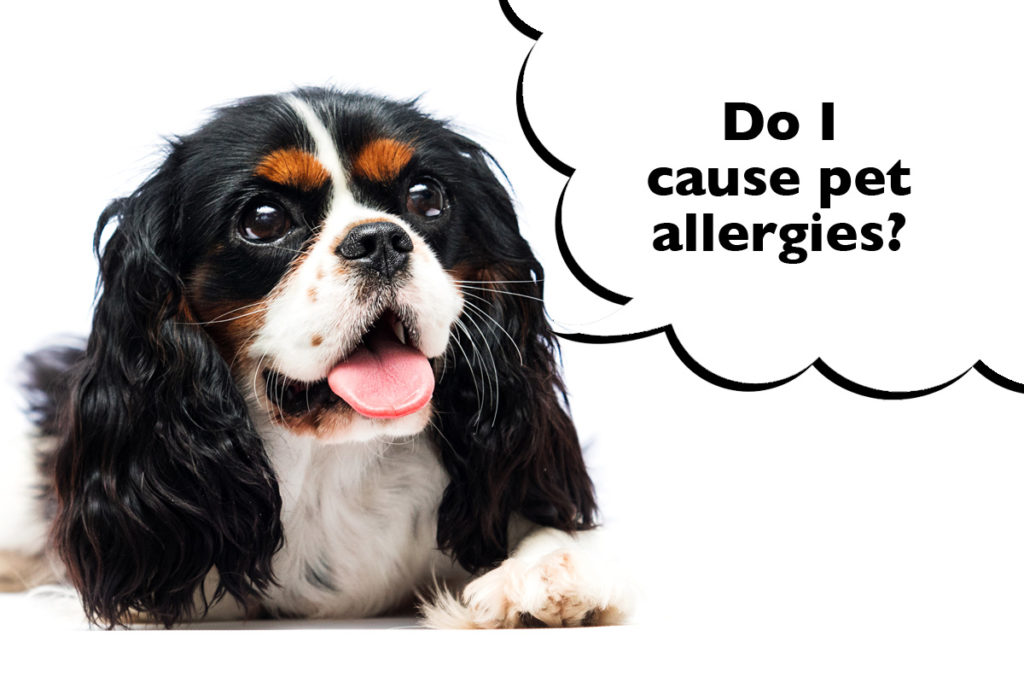 Cavalier King Charles Spaniel on a white background with a speech bubble that says 'Do I cause pet allergies?'