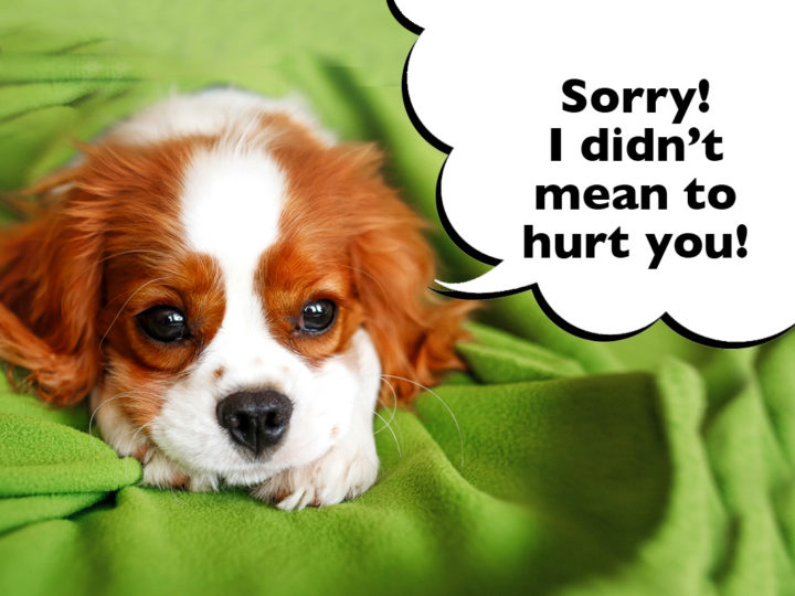 How To Stop A Cavalier King Charles Spaniel Puppy Biting. Cavalier puppy laying on green blanket with a speech bubble that says 'Sorry! I didn't mean to hurt you!'