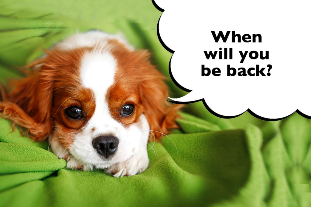 Sad-looking Cavalier King Charles Spaniel puppy laying on a green blanket with a speech bubble that says 'When will you be back?' 