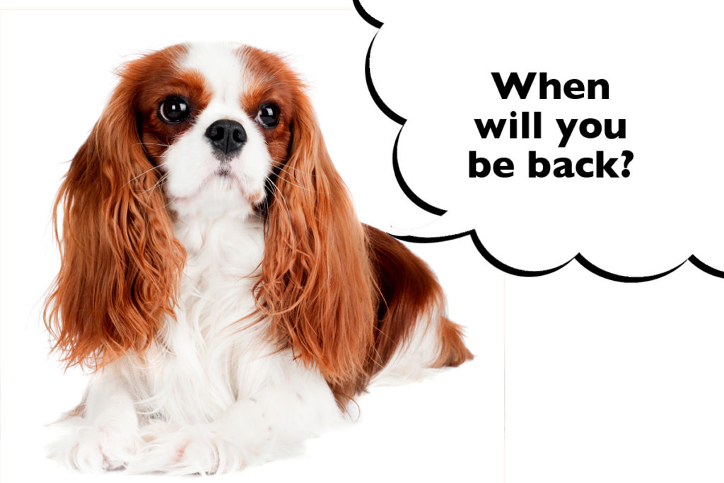 Sad-looking Cavalier King Charles Spaniel laying on a white background with a speech bubble that says 'When will you be back?' 