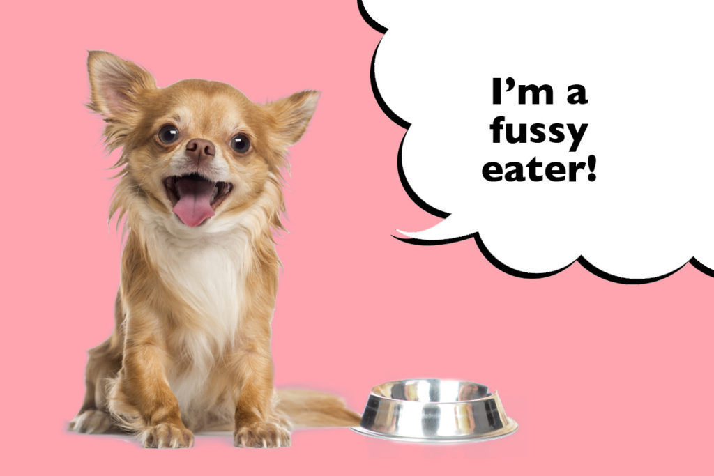 Chihuahua sitting next to their dog food bowl on a pink background with speech bubble that says 'I'm a fussy eater!'
