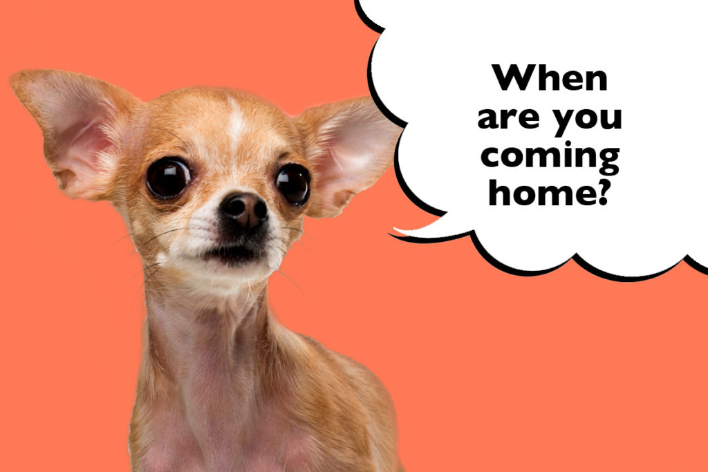 Anxious looking Chihuahua on an orange background with a speech bubble that says 'When are you coming home?'