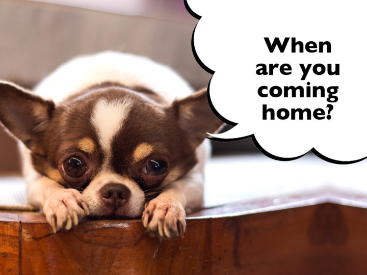 Do Chihuahuas Get Separation Anxiety? And How To Treat It