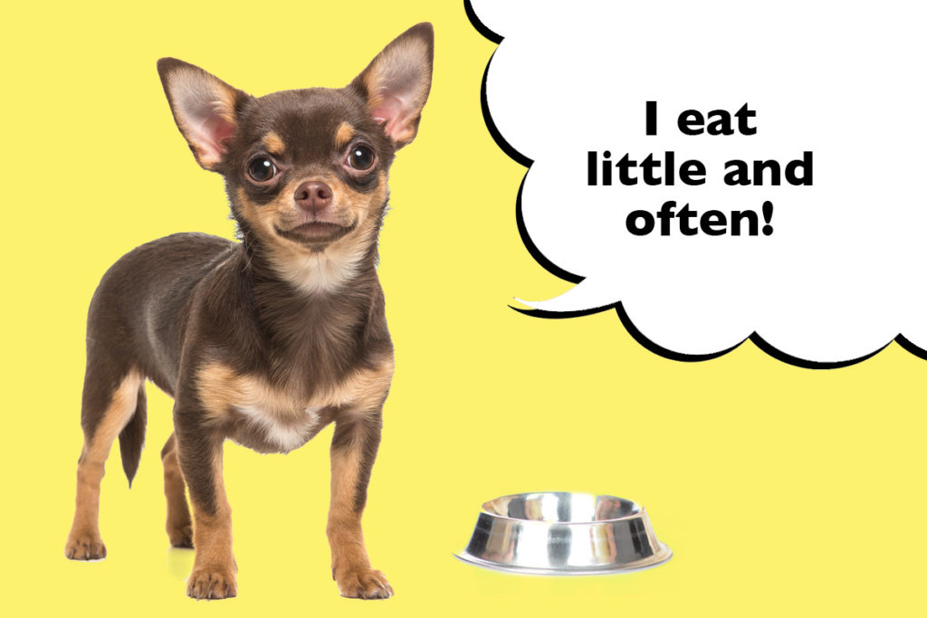 Chihuahua standing next to their dog food bowl on a yellow background with speech bubble that says 'I eat little and often!'