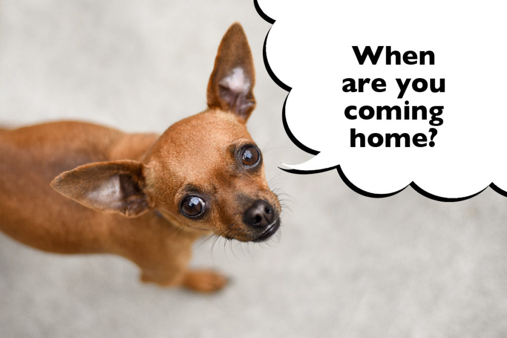 Anxious and sad looking Chihuahua looking up at the camera with a speech bubble that says 'When are you coming home?'