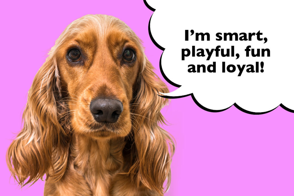 Close up on the head of a Cocker Spaniel on a purple background with a speech bubble that says 'I'm smart, playful, fun and loyal!'