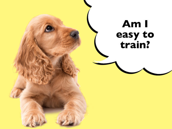 Are Cocker Spaniels Easy To Train? Cocker Spaniel laying on a yellow background with a speech bubble that says 'Am I easy to train?'