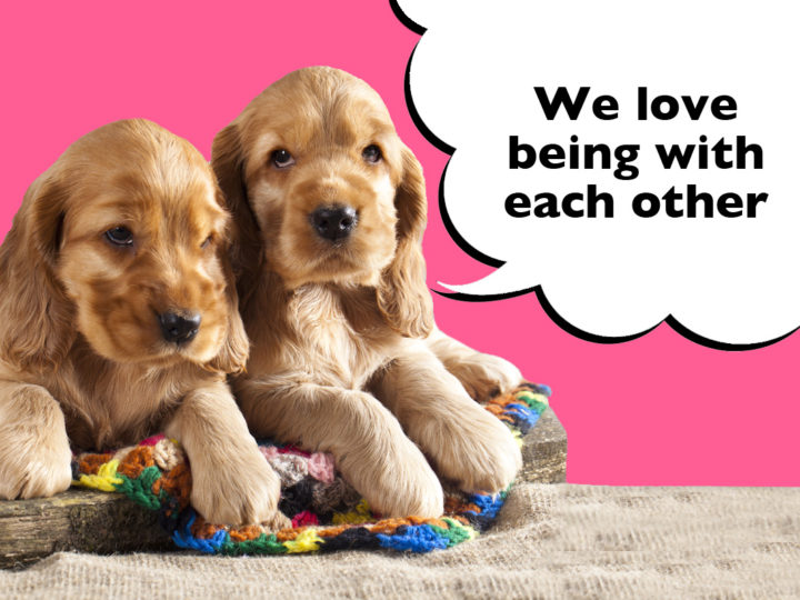 Do Cocker Spaniels Do Better In Pairs? Two Cocker Spaniel puppies laying on the floor playing with a speech bubble that says 'We love being with each other'