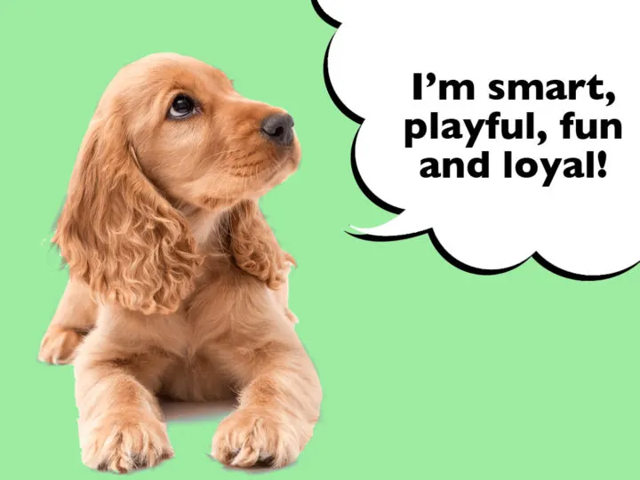 The Most Common Cocker Spaniel Traits. Cocker Spaniel laying down on a green background with a speech bubble that says 'I'm smart, playful, fun and loyal!'
