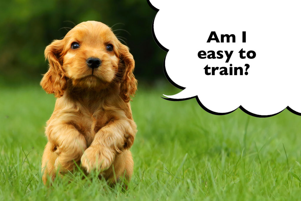 Cocker Spaniel puppy outside running through the grass with a speech bubble that says 'Am I easy to train?'