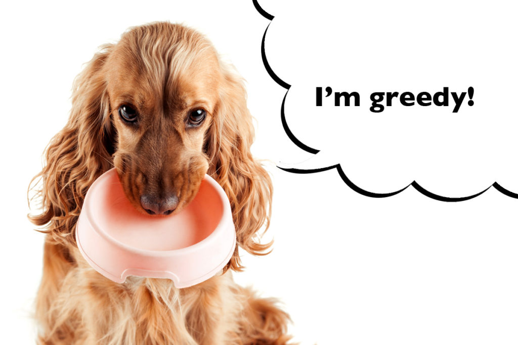 Close up on the head of a Cocker Spaniel holding their food bowl in their mouth with a speech bubble that says 'I'm greedy!'