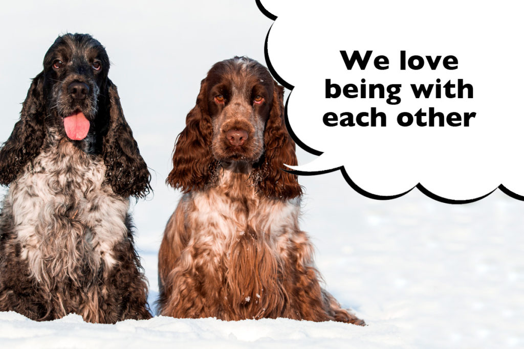 Two Cocker Spaniels sat on the snow with a speech bubble that says 'We love being with each other'