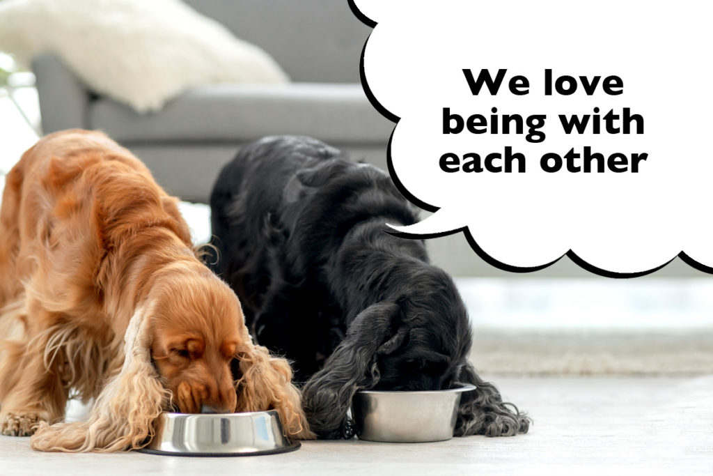 Two Cocker Spaniels eating their dog food out of two separate bowls with a speech bubble that says 'We love being with each other'