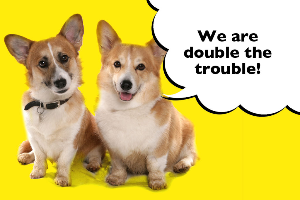 Two Corgis sat on a yellow background with a speech bubble that says 'We are double the trouble!'